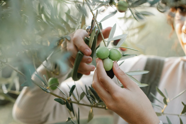 EVOO days approda sul web con un focus sulla potatura dell’olivo