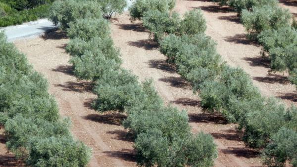 Italia, produzione olio d'oliva sotto pressione: cali previsti da Nord a Sud