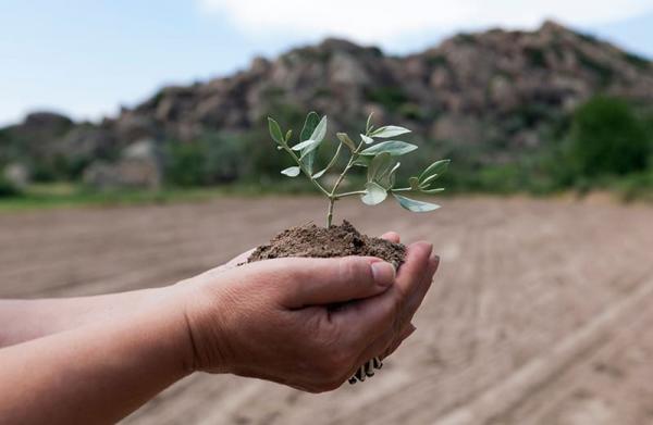 Progetto Soil O-live: 7 milioni per ripristinare biodiversità e funzionalità del suolo negli oliveti