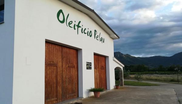 Siccità e calo produttivo: la resilienza di Oleificio Pelau
