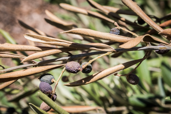 Xylella fastidiosa: molte le misure messe in atto ma nessun indennizzo per gli olivicoltori