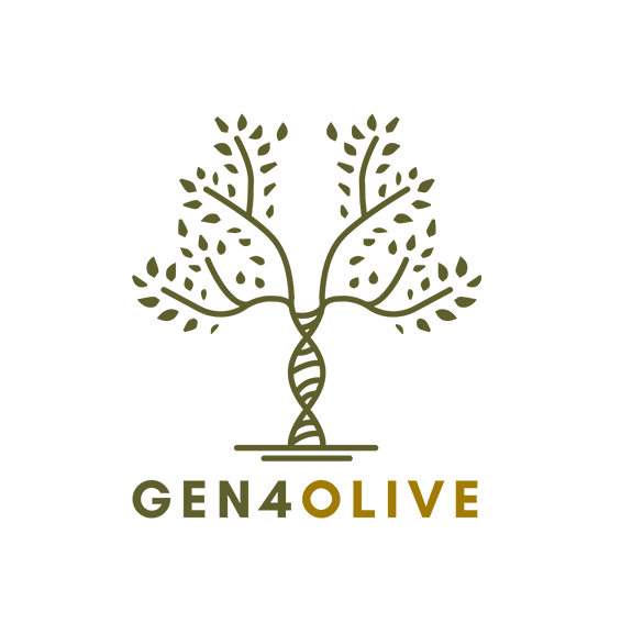 GEN4OLIVE, progetti di miglioramento genetico dell'olivo: aperto il secondo bando