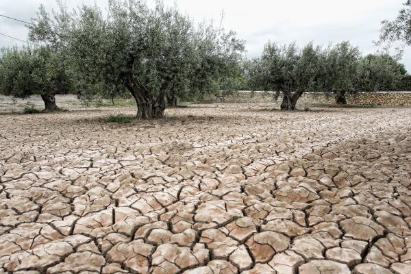 Olio d’oliva, California: drastico calo della produzione