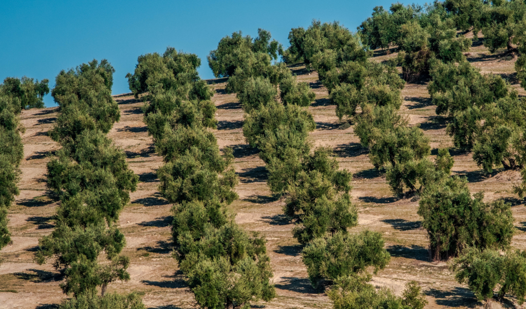 Contrastare abbandono olivicoltura: verso proposta di legge nazionale